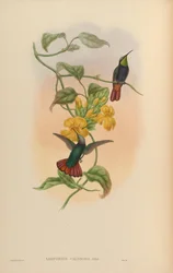 Lampornis Calosom
